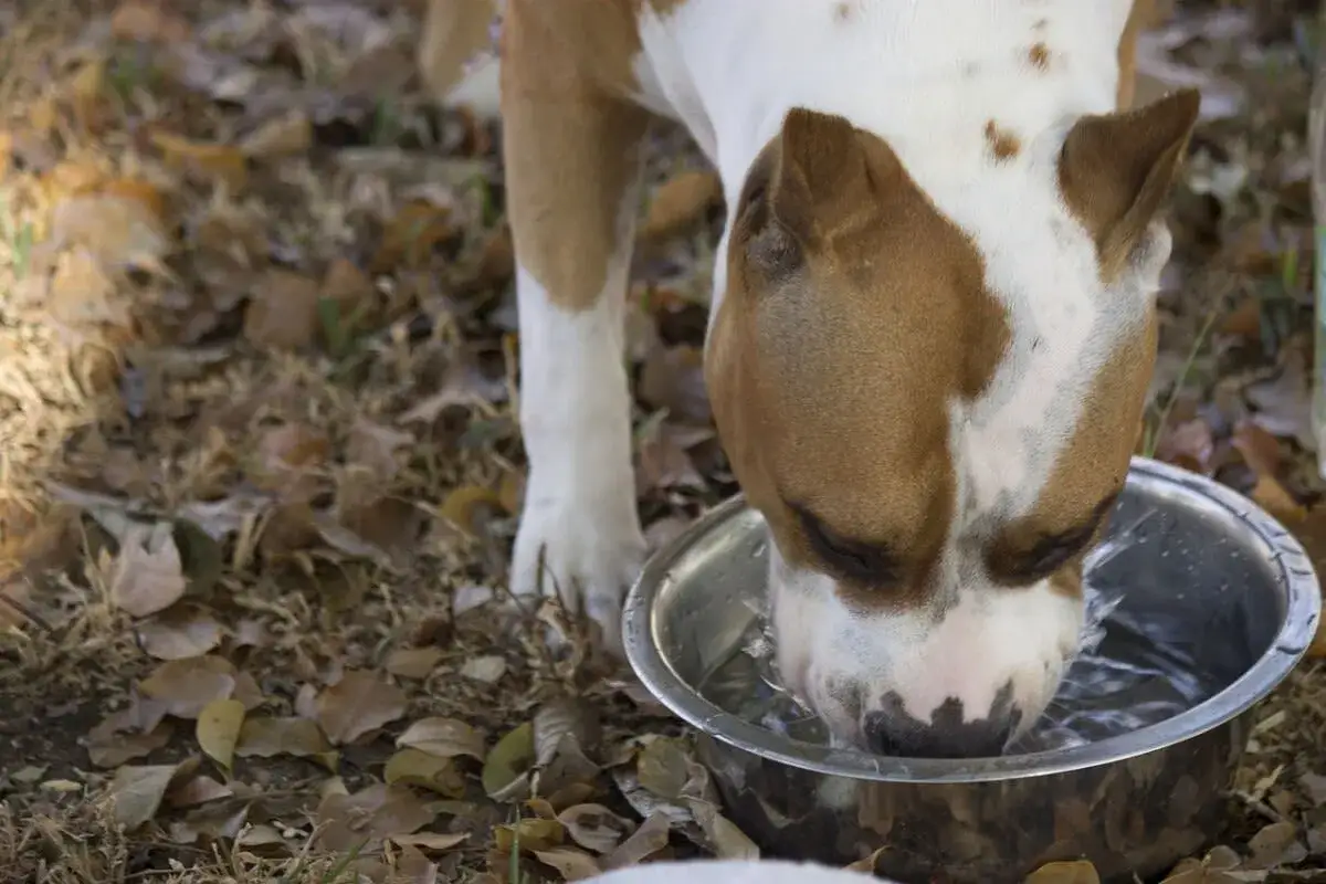 Un chien buvant dans une gamelle. Si votre chien est malade, voici comment faire boire un chien malade : proposez-lui de l'eau fraîche.