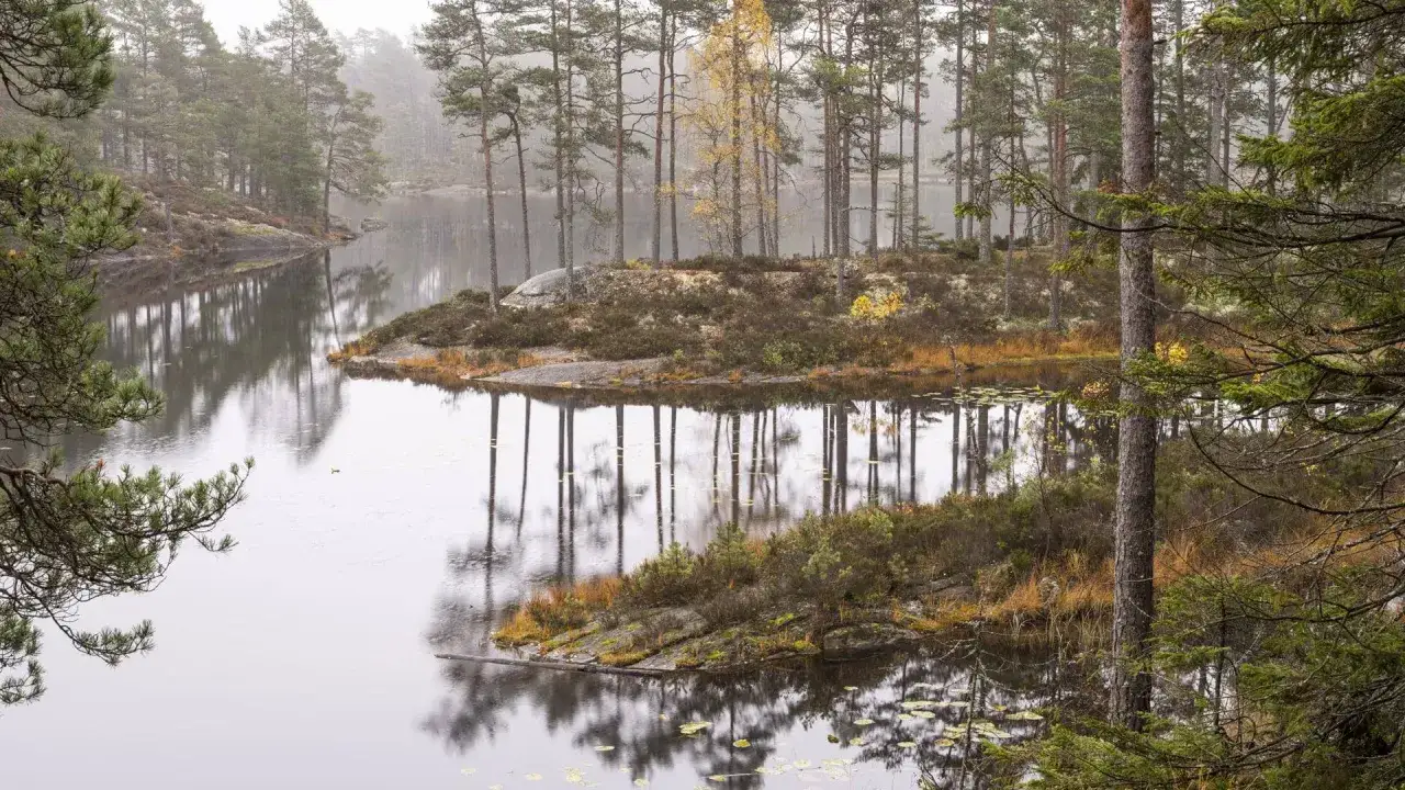 En stilla sjö speglar en höstfärgad skog. En vy som skulle kunna finnas på en Sveriges nationalparker lista.