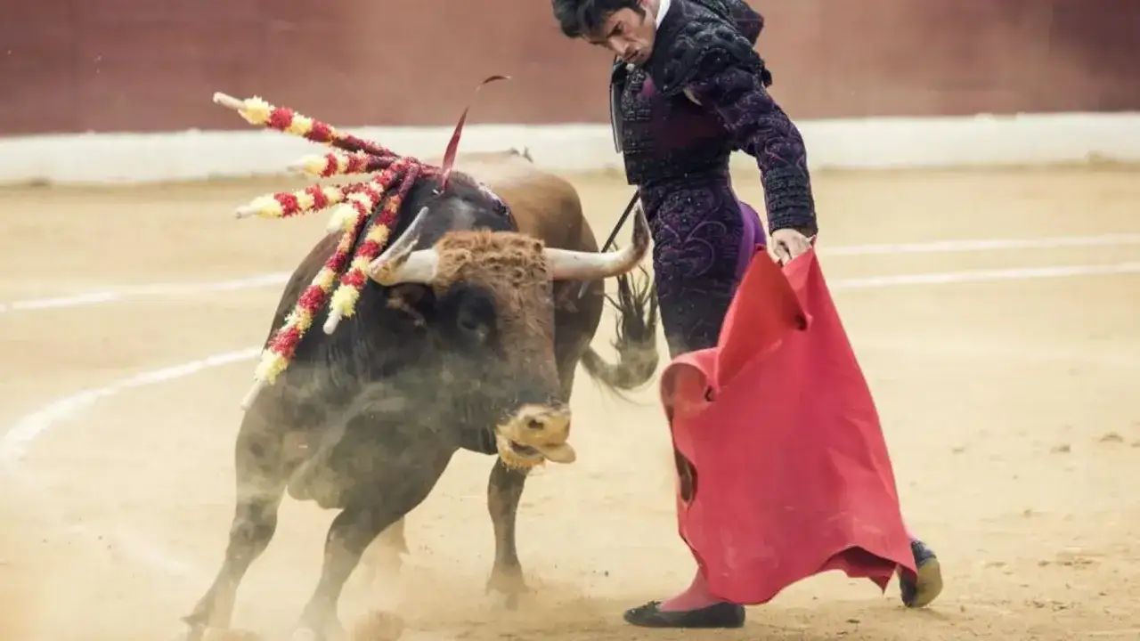 Paulita torero se enfrenta a un toro bravo en la arena, con la capa roja lista para la faena.