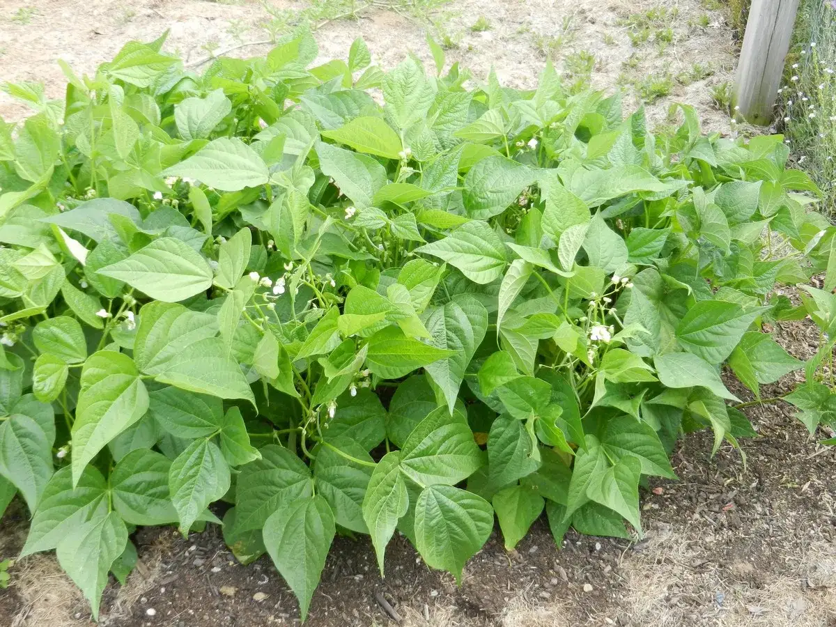 Plantes de haricots verts luxuriantes, prêtes à pousser. Une belle illustration de comment planter des haricots pour une récolte abondante.