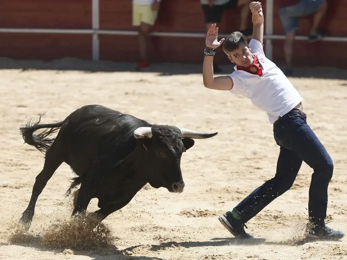 Un joven esquiva un toro bravo en la plaza. Consulta el **horario vaquillas Zaragoza** para no perdértelo.