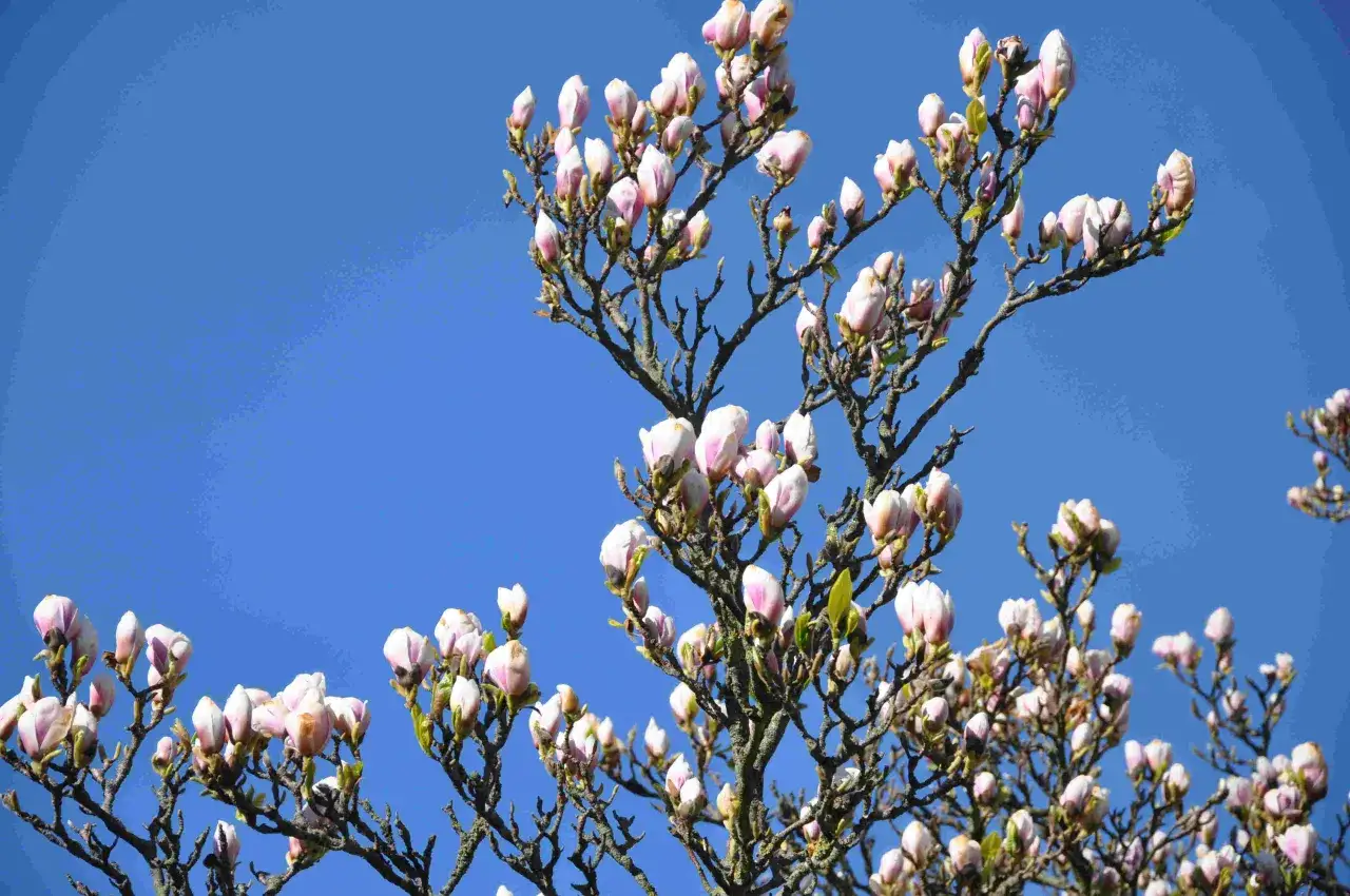 Magnoliaknoppar mot en klarbl&aring; himmel. Snart dags att plantera magnolia f&ouml;r att njuta av dessa sk&ouml;nheter.