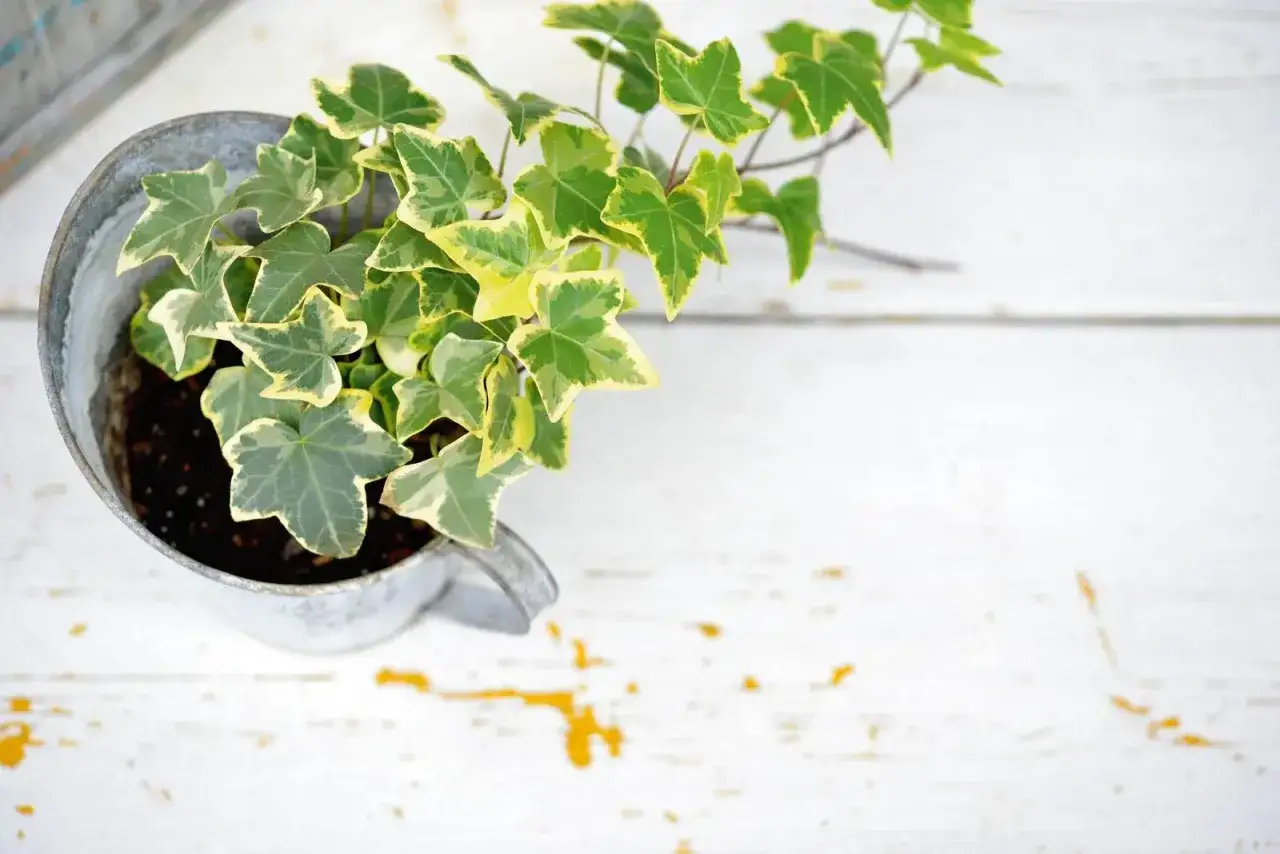 Un'edera variegata in un vaso di metallo, con foglie verdi e gialle che si estendono su un tavolo di legno bianco.