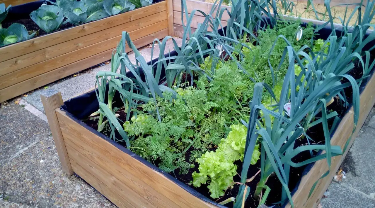 Un huerto en casa con lechugas, zanahorias y puerros en bancales de madera.