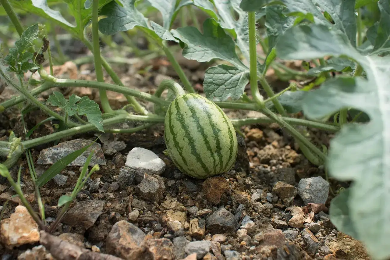 Eine kleine, gestreifte Wassermelone w&auml;chst am Boden, umgeben von gr&uuml;nen Bl&auml;ttern und Steinen. So wachsen Wassermelonen!