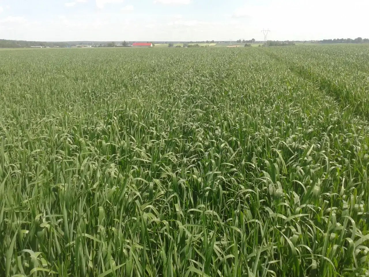 Rozległe pole zielonego owsa bezłuskowego w fazie wzrostu. W oddali widać zabudowania i linie energetyczne.