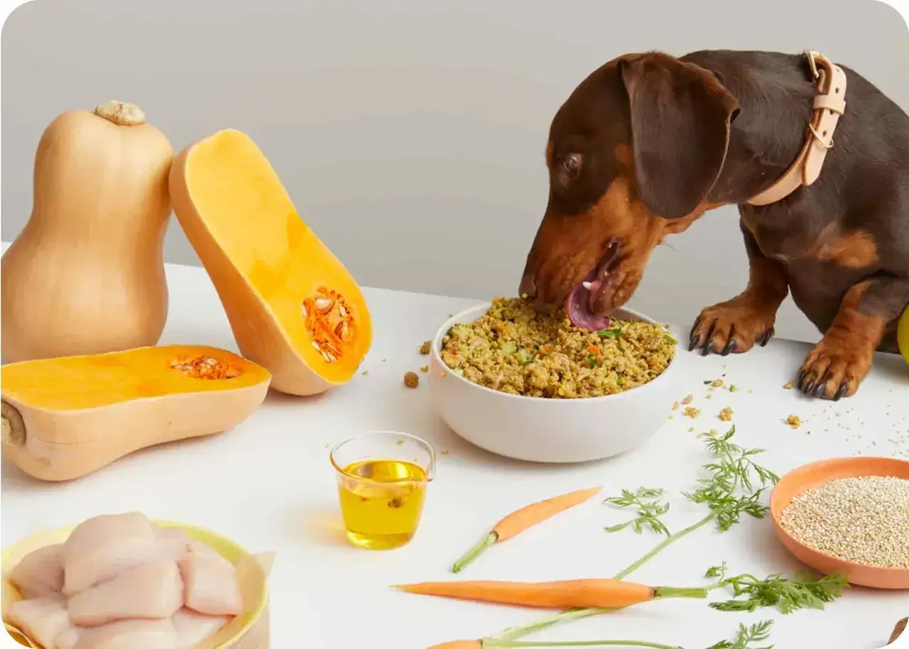 Un teckel disfruta de un plato de comida casera con calabaza, pollo y zanahorias. &iexcl;Una excelente opci&oacute;n sobre qu&eacute; dar de comer a un teckel!