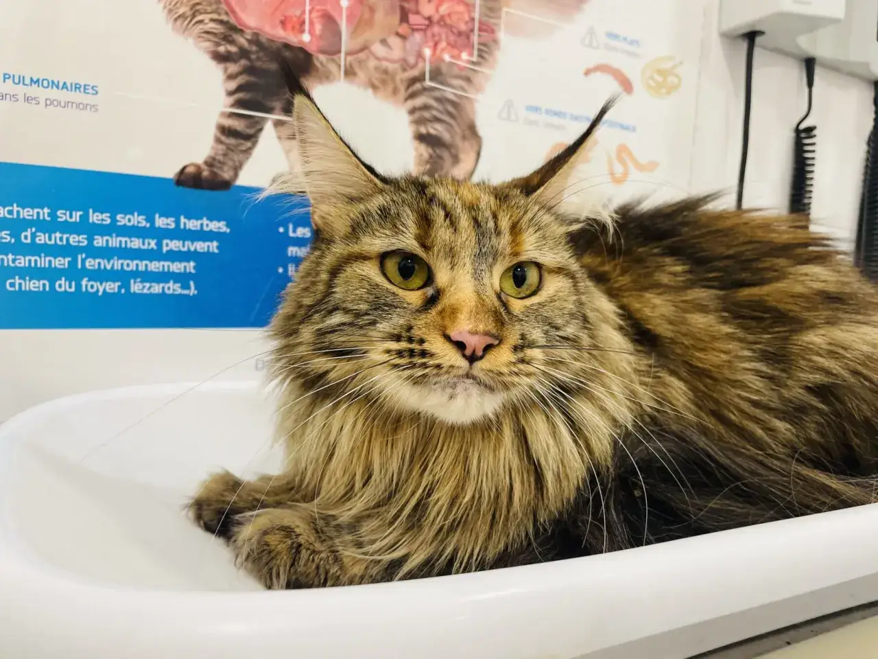 Un chat Maine Coon au pelage brun et doré, aux yeux verts vifs, est assis dans une balance. Il pourrait avoir une hyperthyroïdie, nécessitant une alimentation adaptée.