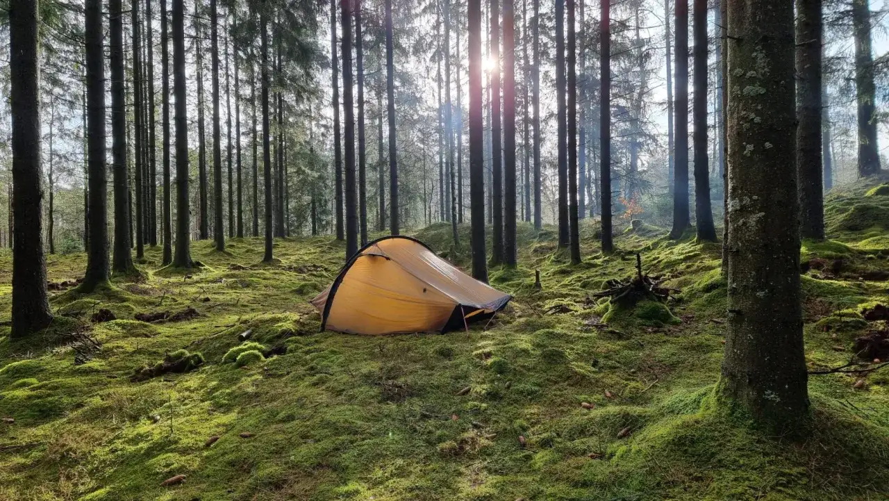En gul koja st&aring;r p&aring; en mossig skogsmark. Solen strilar ner mellan tr&auml;den och lyser upp den gr&ouml;na mossan.