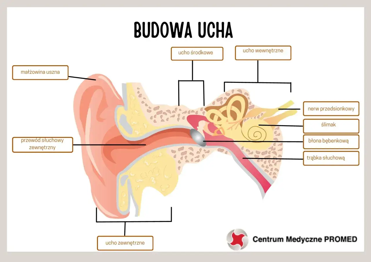Schemat budowy ucha, pokazujący małżowinę, przewód słuchowy, ucho środkowe i wewnętrzne, w tym ślimak i błędnik.
