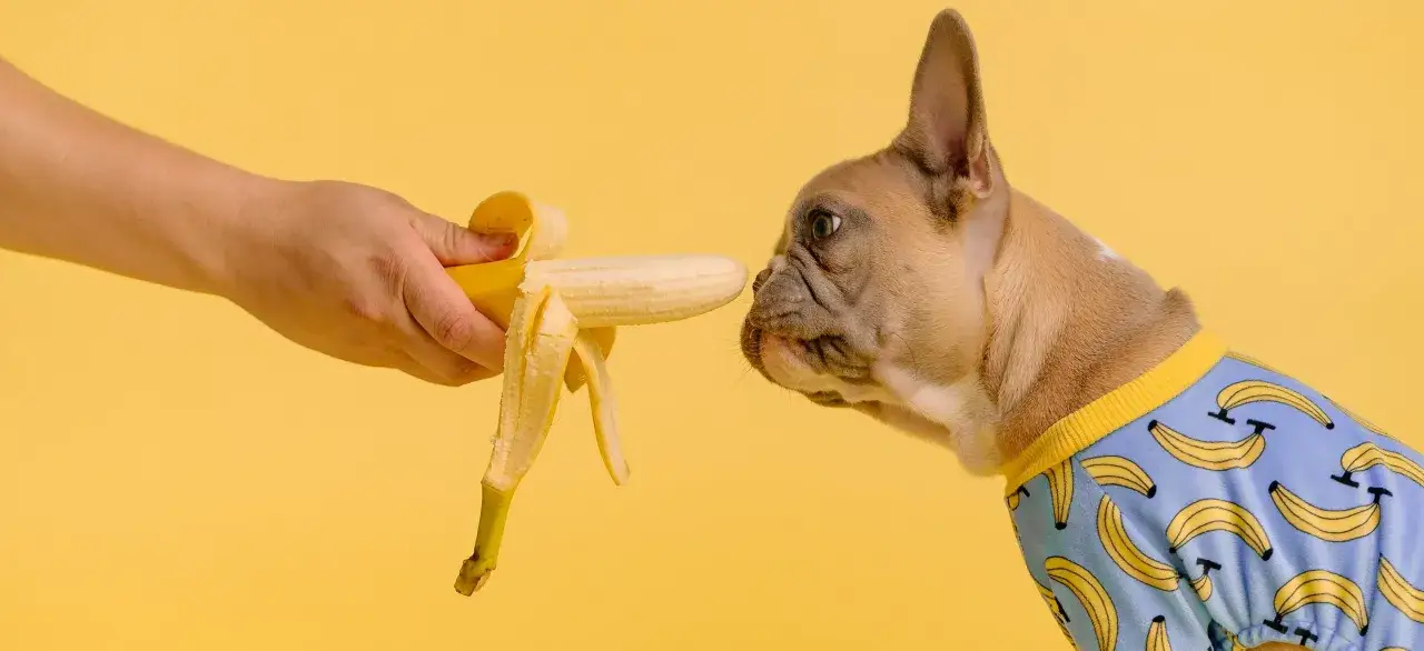 Francuski buldog w piżamce w banany wącha owoc. Od kiedy szczeniak może jeść owoce? Odpowiedź wkrótce!