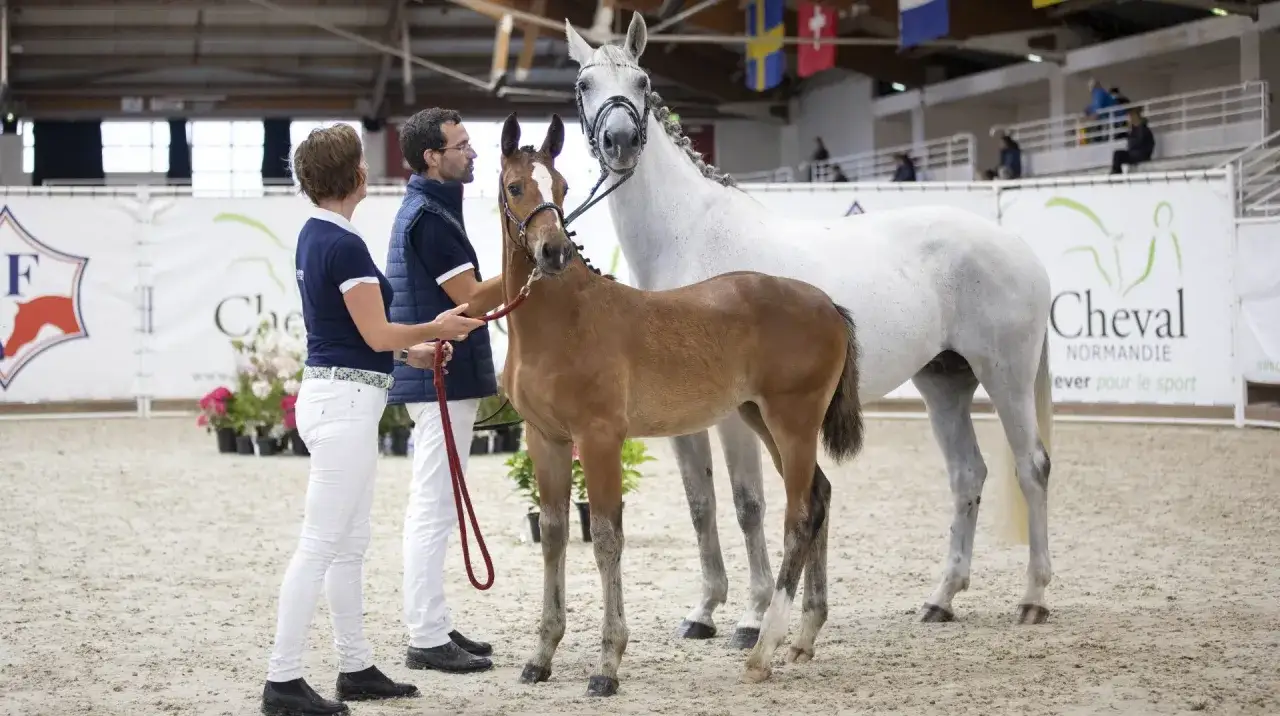 Un poulain alezan et sa mère grise, présentés par deux personnes, lors d'un événement d'élevage Selle Français en Normandie.