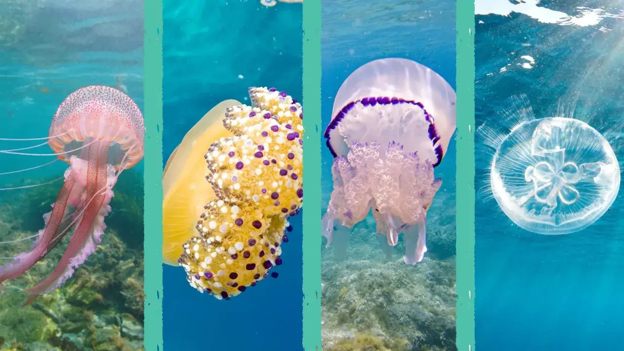 Quattro meduse in un collage subacqueo: una rosa con tentacoli lunghi, una gialla maculata di viola, una bianca con bordo viola e una trasparente. Zoologia marina.