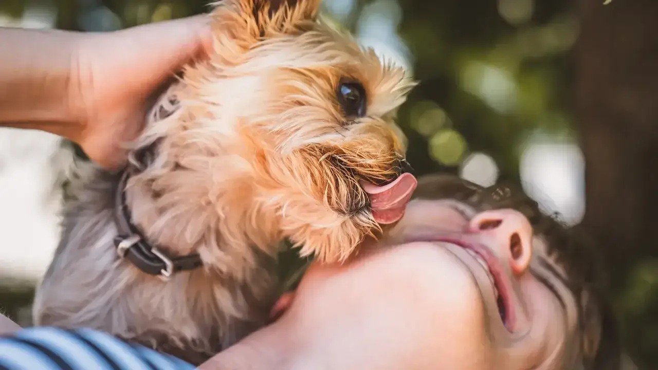Un tierno Yorkshire lame la cara de su humano, una muestra de afecto que explica porque mi perro me lame.
