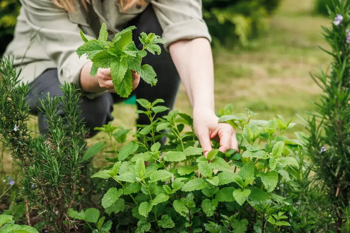 Ręce zbierają świeżą miętę i rozmaryn. Idealne zioła do ogrodu, które dodadzą aromatu i smaku.