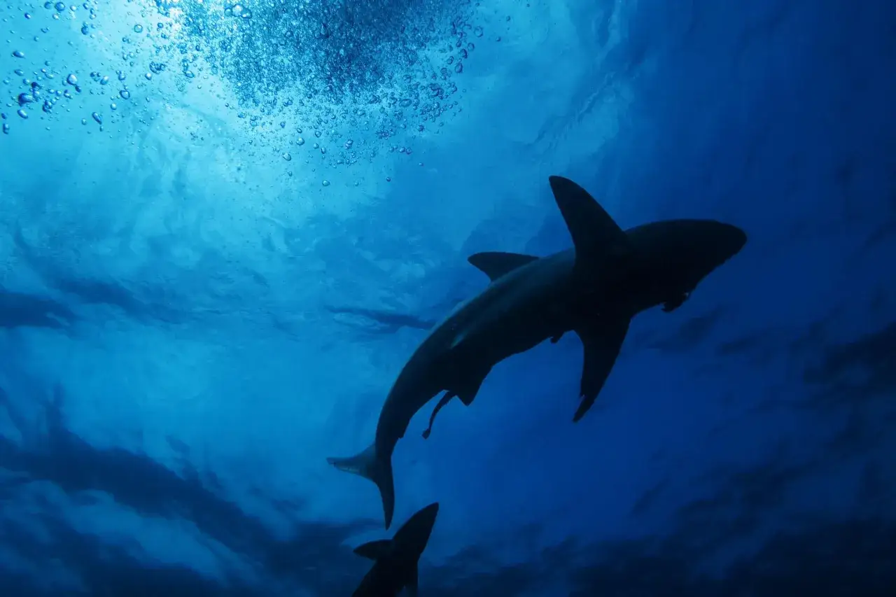 Siluetas de tiburones nadando en aguas azules profundas. Si te preguntas qué significa soñar con tiburones, esta imagen evoca misterio y poder.