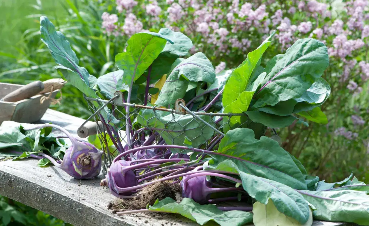 Frisch geernteter lila Kohlrabi liegt auf einer Holzbank, bereit f&uuml;r die K&uuml;che.