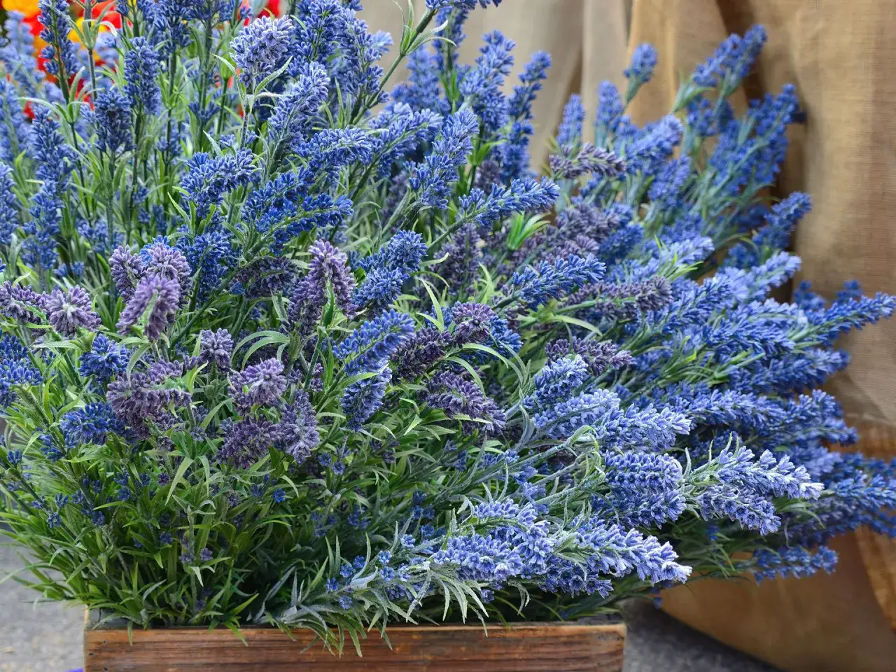 Ramo de lavanda azul y morada en una caja de madera. Consejos para lavanda cuidados: sol pleno y buen drenaje.