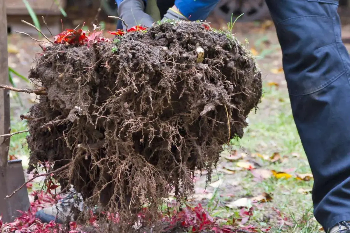 Ein großer Wurzelballen mit Erde wird für das Baum pflanzen vorbereitet.