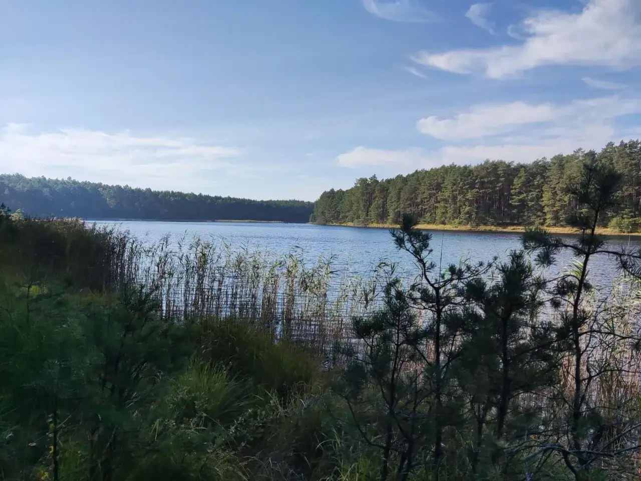 Piękny dzień nad jeziorem w Borach Tucholskich, idealny na spacer z psem wśród szuwarów i sosnowych lasów.