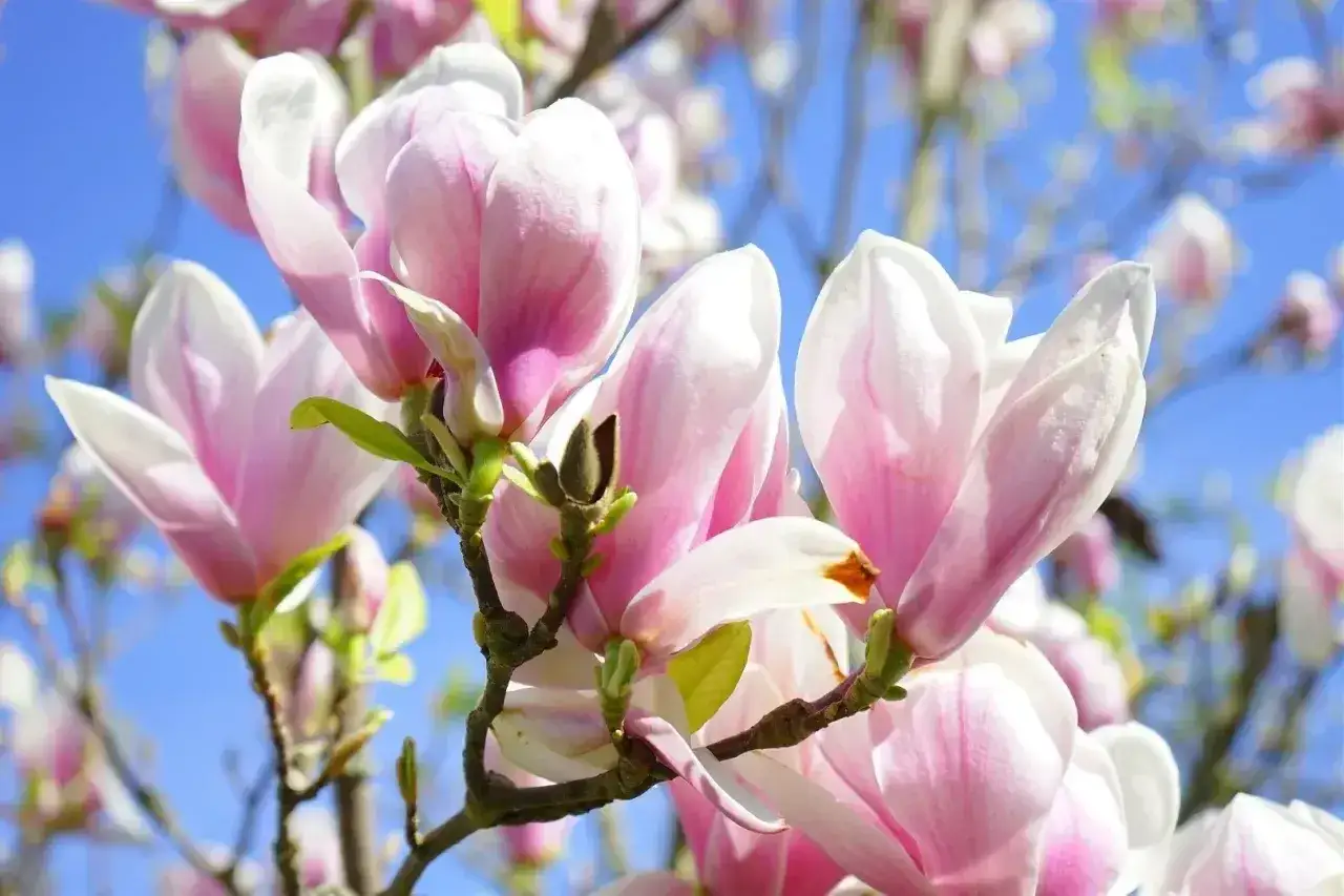 Delikatne, różowo-białe kwiaty magnolii rozkwitają na tle błękitnego nieba. To piękny widok, kiedy kwitnie magnolia.