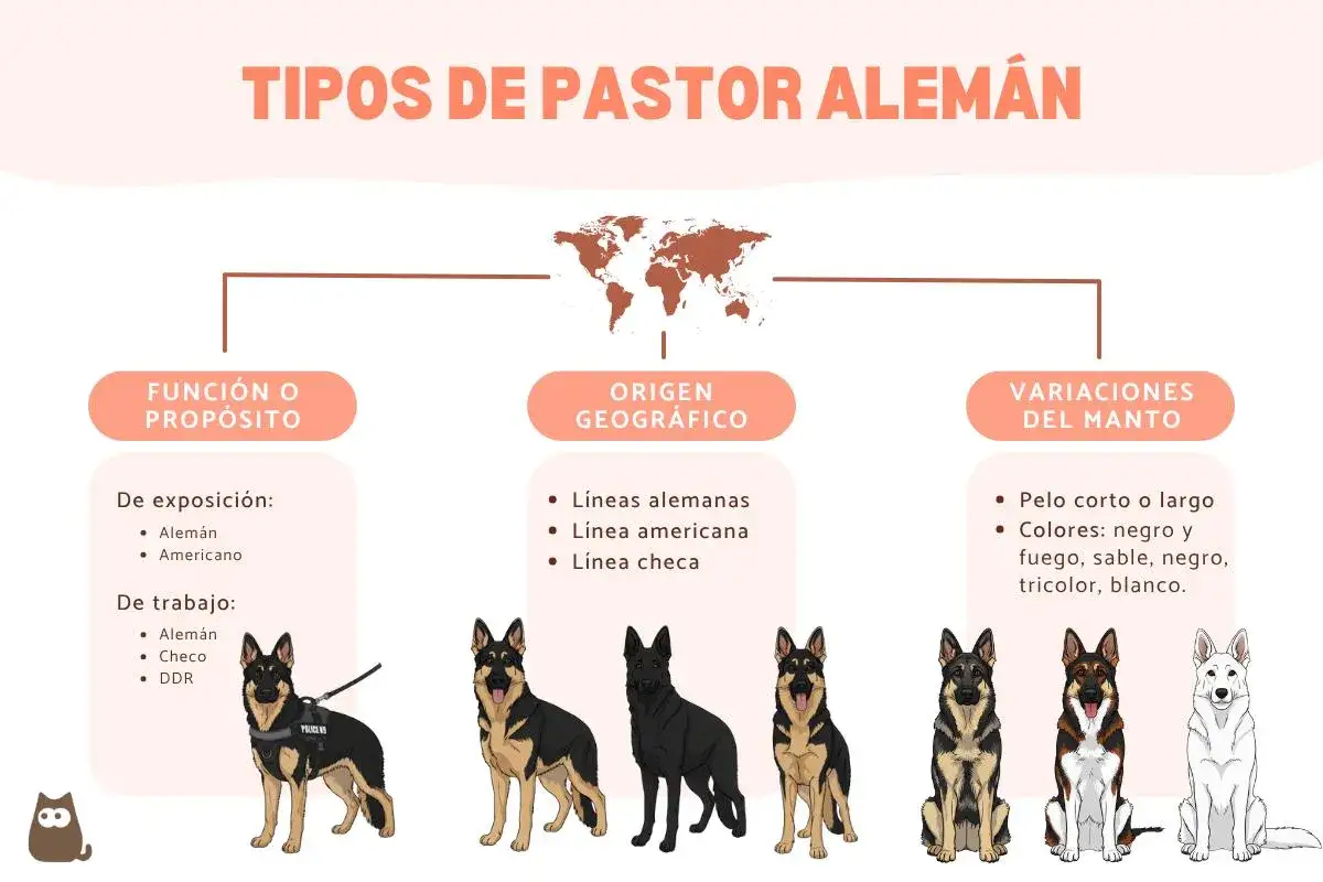 Ilustración de varios tipos de pastor alemán, mostrando sus funciones, orígenes geográficos y variaciones de manto.
