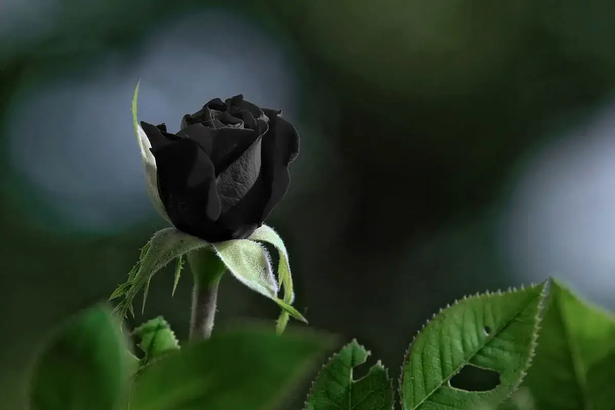 Una rosa nera, simbolo di mistero e passione. Il suo significato profondo affascina, come la sua bellezza oscura e vellutata.