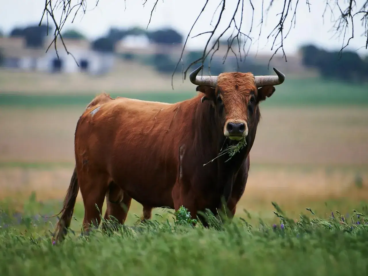 Toro bravo de ganadería vellosino, pastando en un prado verde.