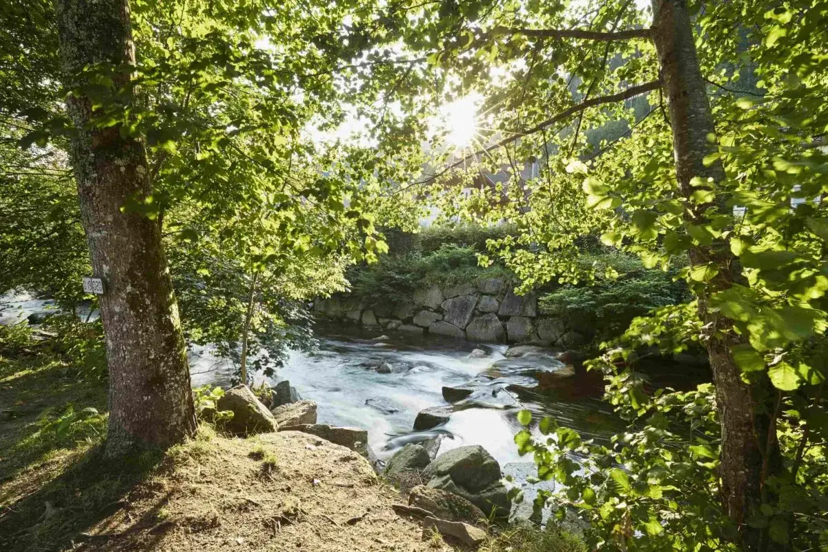 Idyllischer Bachlauf mit Steinen und B&auml;umen, perfekt f&uuml;r zelten in Deutschland. Sonnenschein bricht durch das Bl&auml;tterdach.
