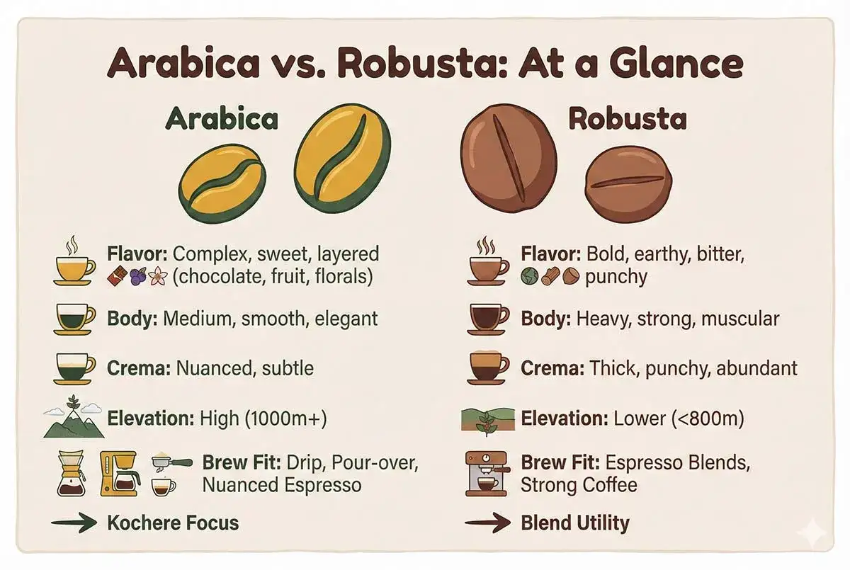 J&auml;mf&ouml;relse av kaffeb&ouml;nor: Arabica har komplex, s&ouml;t smak och odlas p&aring; h&ouml;g h&ouml;jd. Robusta &auml;r kraftigare och bitter.