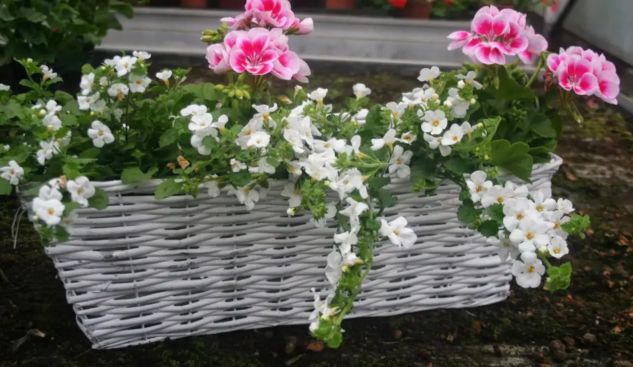 Biała bakopa w wiklinowym koszu, świetnie wygląda z różowymi pelargoniami. Idealne połączenie do stworzenia wiosennej kompozycji.