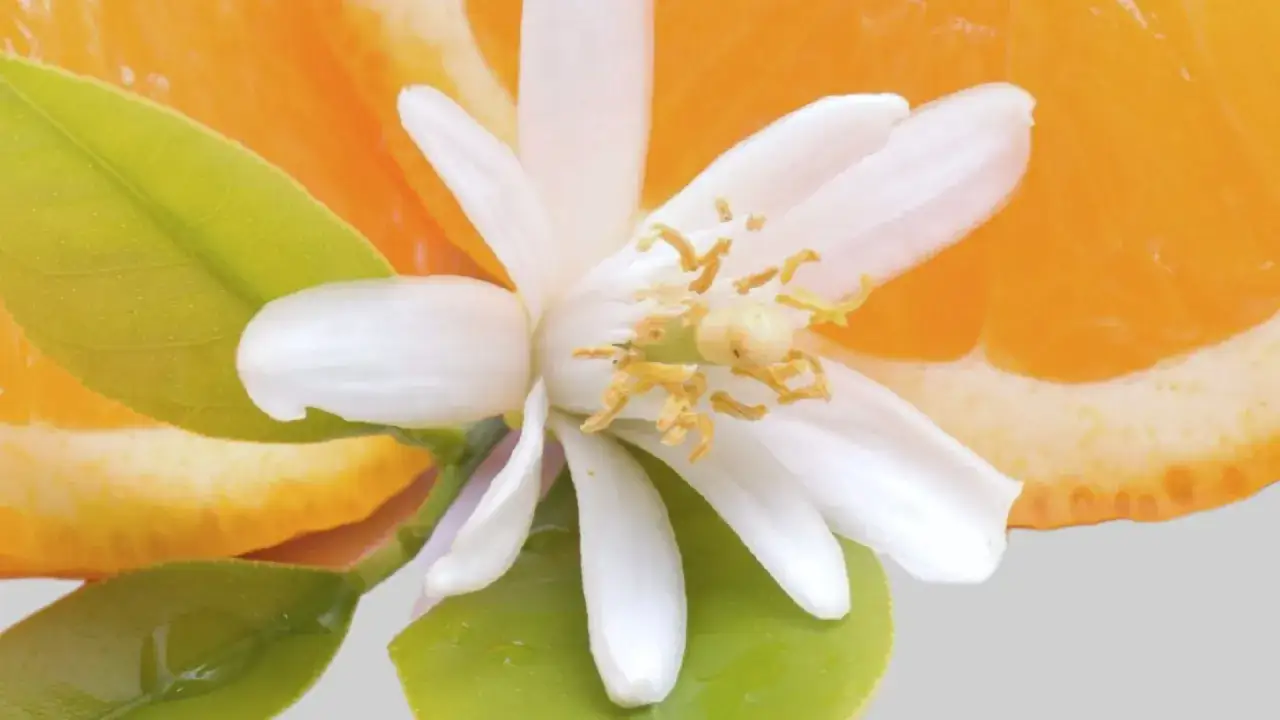 Fleur d'oranger d&eacute;licate aux p&eacute;tales blancs et &eacute;tamines jaunes, pos&eacute;e sur des feuilles vertes, avec une tranche d'orange juteuse en arri&egrave;re-plan.