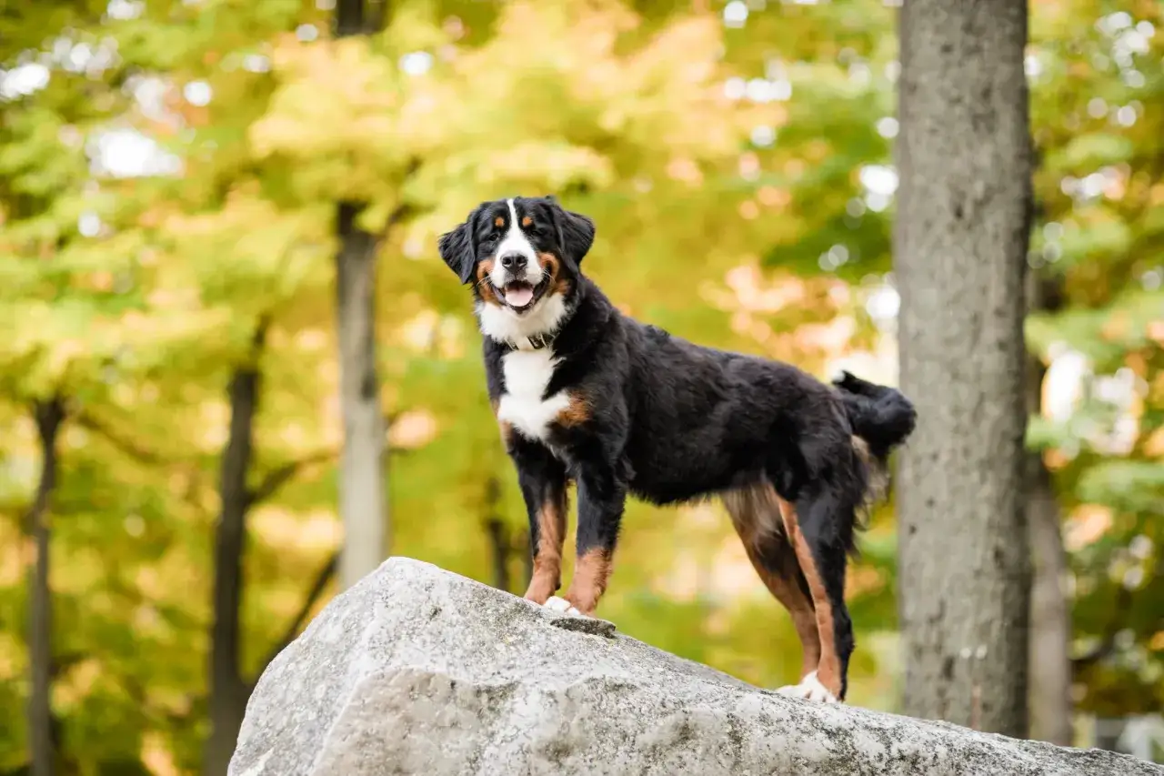 Ein fr&ouml;hlicher australian shepherd berner sennenhund mix steht auf einem Felsen im Herbstwald.