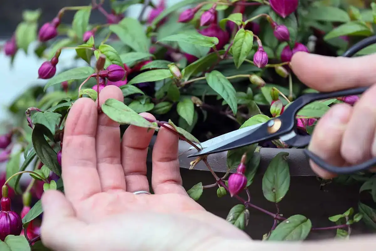 Une main tient une tige de fuchsia pendant qu'une paire de ciseaux effectue la taille.