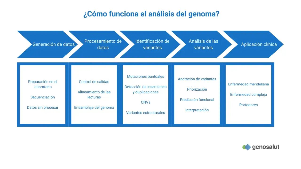 Diagrama del an&aacute;lisis gen&oacute;mico: desde la secuenciaci&oacute;n de ADN hasta la aplicaci&oacute;n cl&iacute;nica, pasando por el procesamiento e identificaci&oacute;n de variantes.