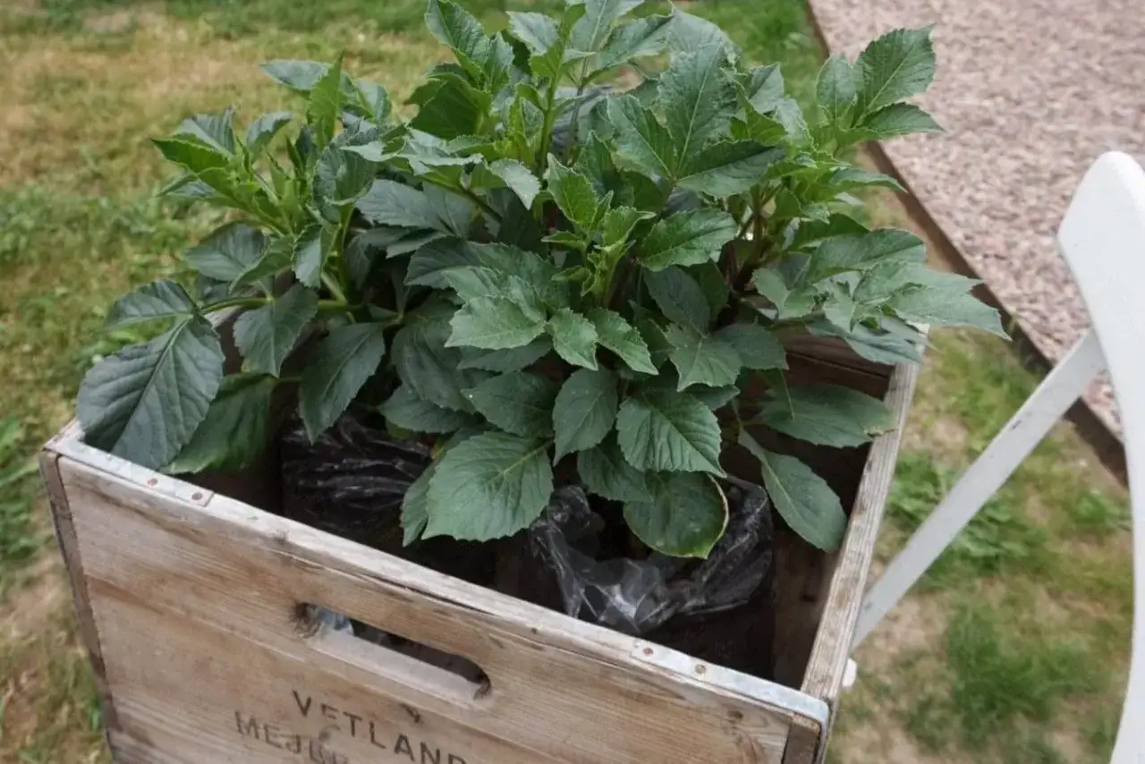Gr&ouml;na dahlia sticklingar i tr&auml;l&aring;da, redo att planteras. Snart dags att toppa dahlia stickling f&ouml;r buskigare tillv&auml;xt.