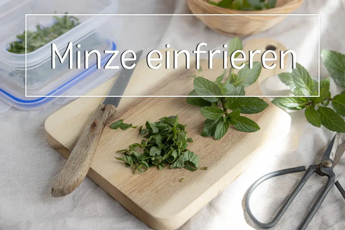 Frische Minze wird gehackt und f&uuml;r das Minze einfrieren in einen Beh&auml;lter gegeben. Ein Messer und eine Schere liegen bereit.