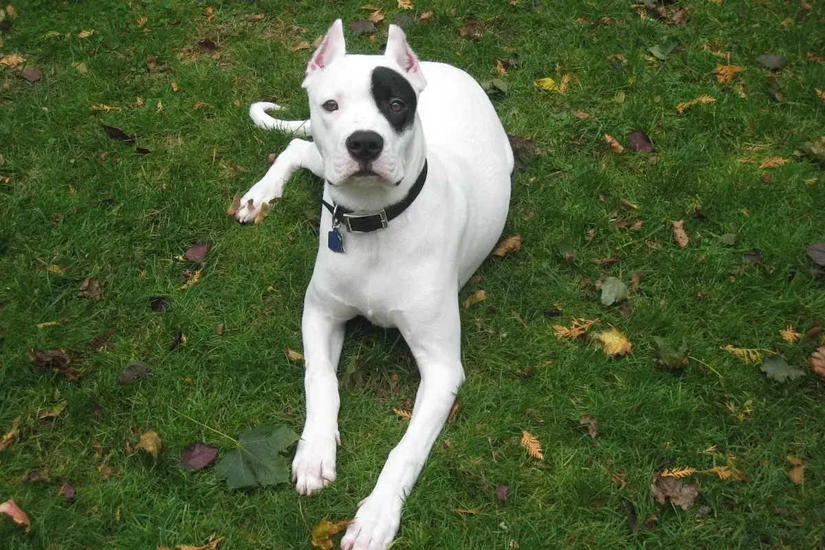 Ein wei&szlig;er, muskul&ouml;ser argentino hund mit schwarzem Fleck ums Auge liegt auf gr&uuml;nem Gras, bedeckt mit Herbstlaub.