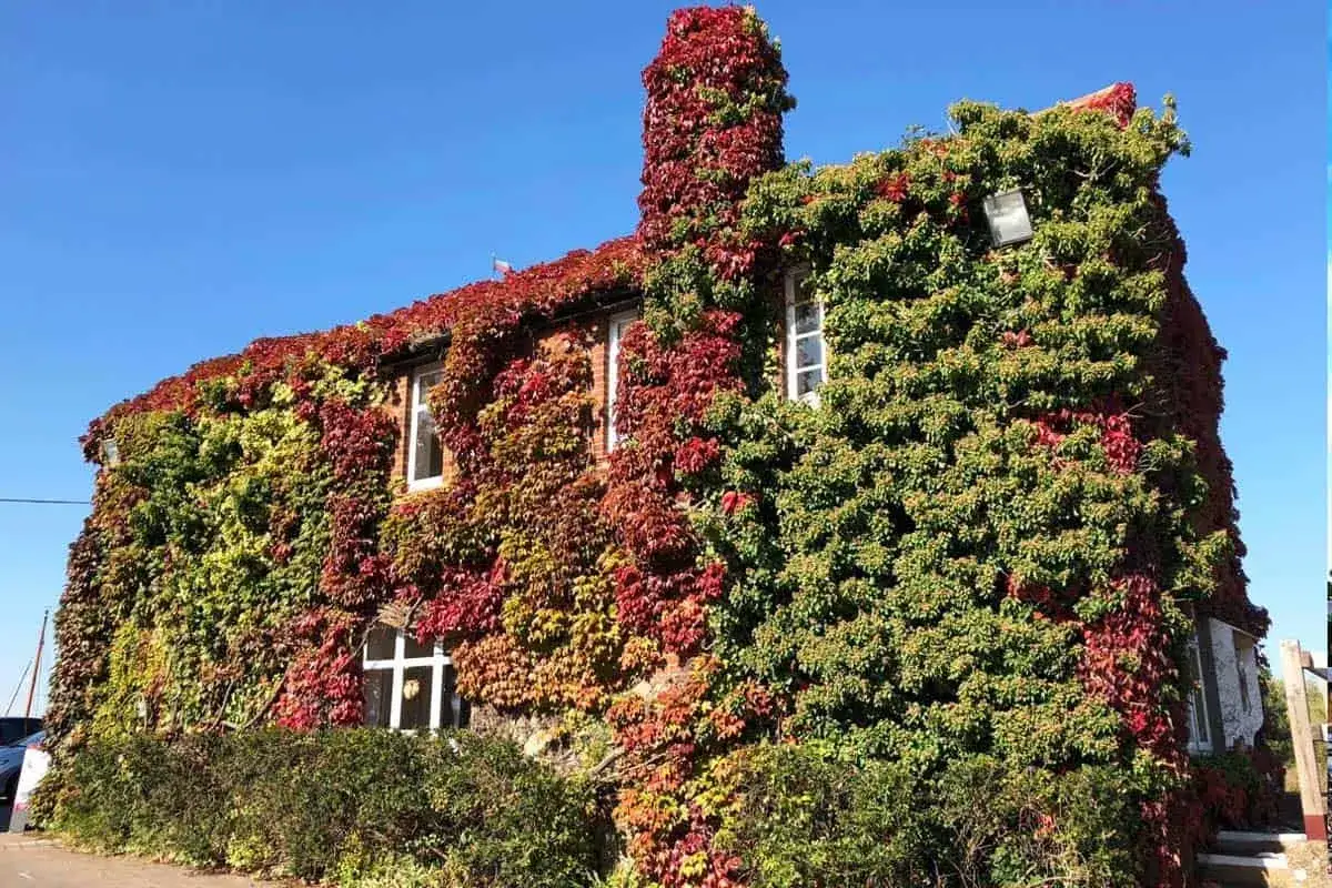 Maison recouverte de lierre aux couleurs d'automne. Si vous cherchez comment se débarrasser du lierre, cette image vous montre sa beauté envahissante.
