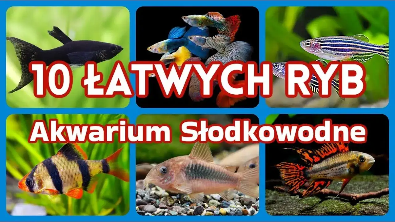 ryby akwariowe dla początkujących i łatwe rośliny akwariowe