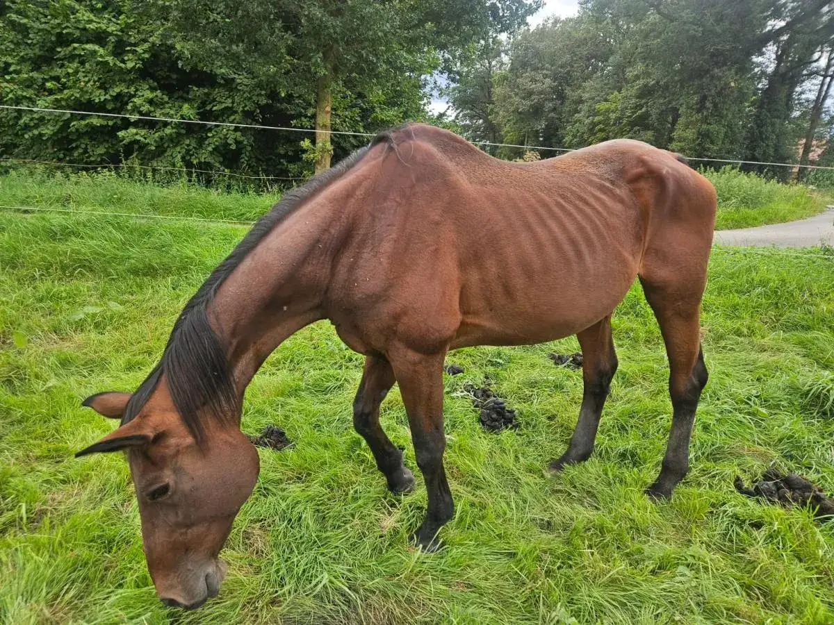 Abgemagertes Pferd mit Durchfall auf gr&uuml;ner Weide. Der Wetterwechsel scheint ihm nicht gut zu bekommen.
