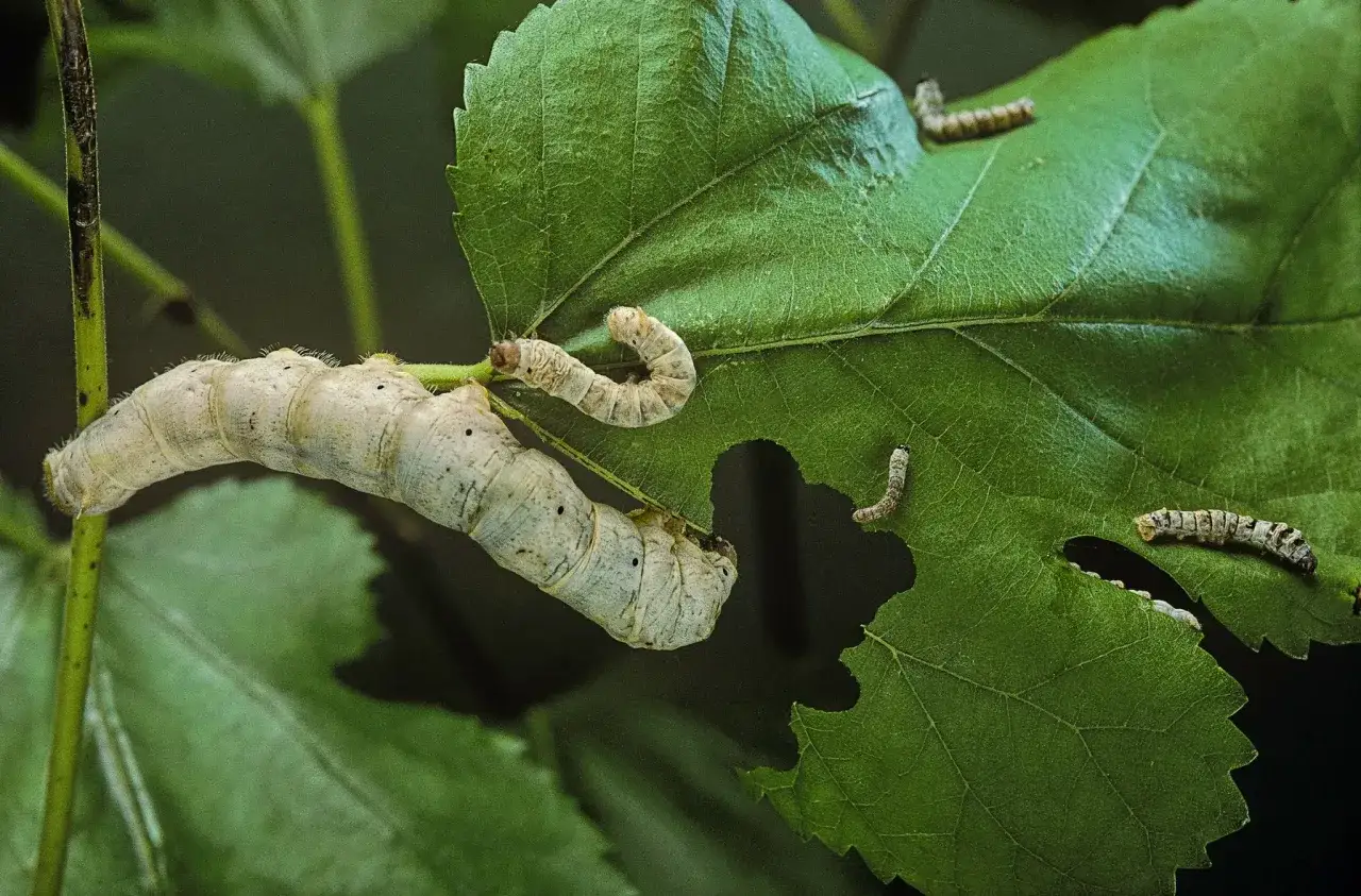 Une grosse larve de cetoine et plusieurs petites se promènent sur une feuille verte.