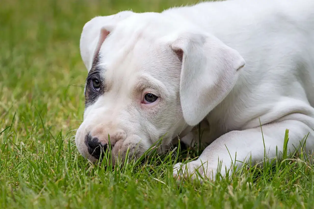Un tierno dogo argentino bebe, con su pelaje blanco y una mancha oscura en un ojo, descansa sobre la hierba verde.