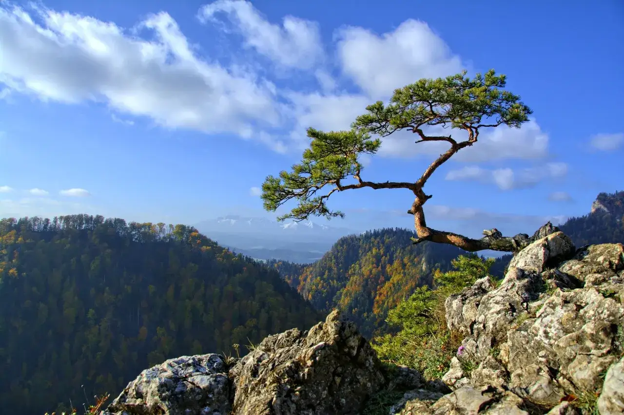 Samotna sosna na skale w Pieninach, najstarszy park narodowy w Polsce, z widokiem na jesienne góry i Tatry w oddali.