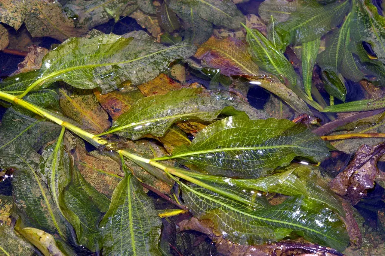 Feuilles vertes et nervur&eacute;es de Potamogeton lucens flottant &agrave; la surface de l'eau, parmi des feuilles mortes.