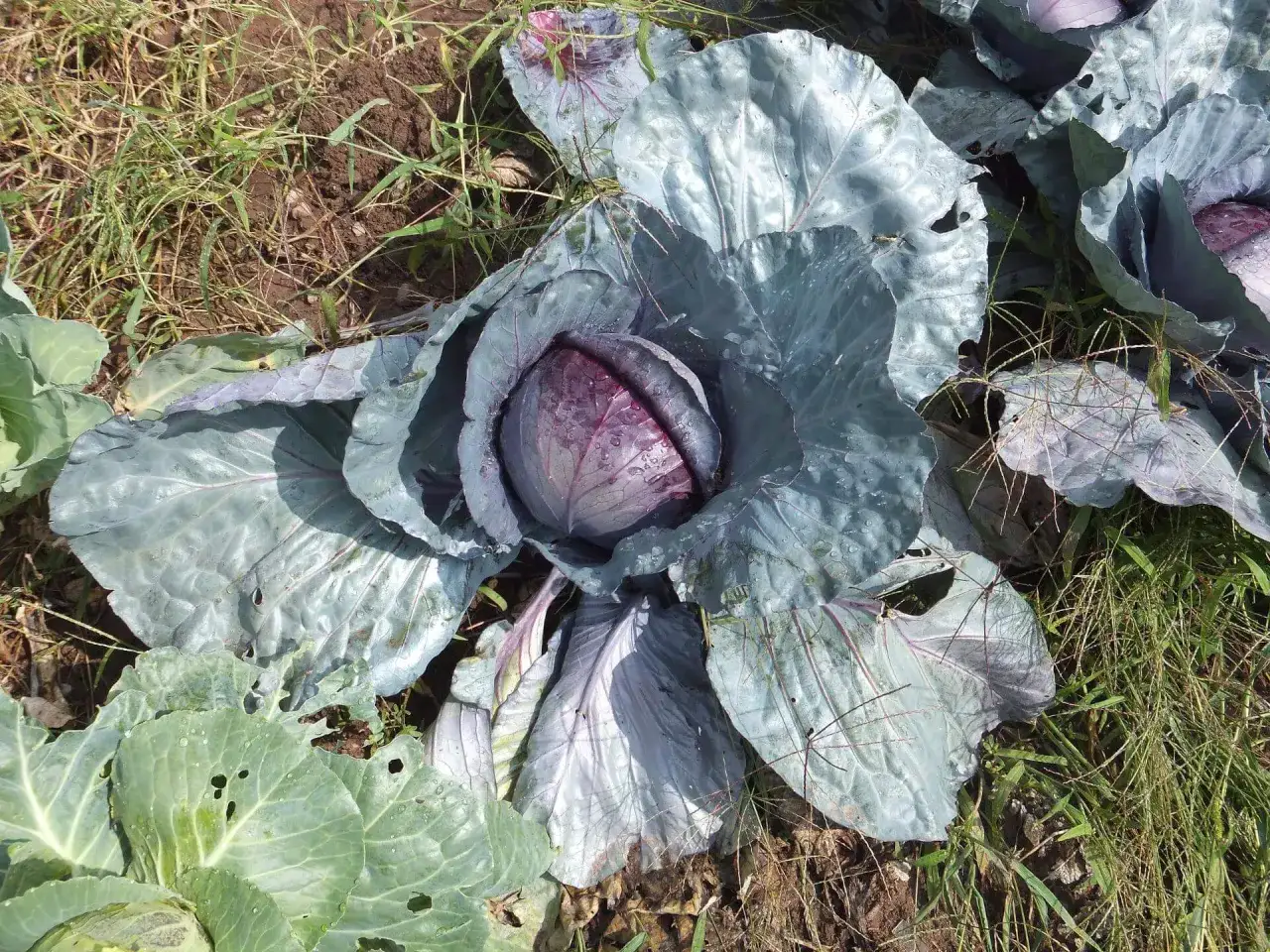 Reife rotkohl pflanzen im Garten, mit großen, glänzenden Blättern und einem tiefvioletten Kern.