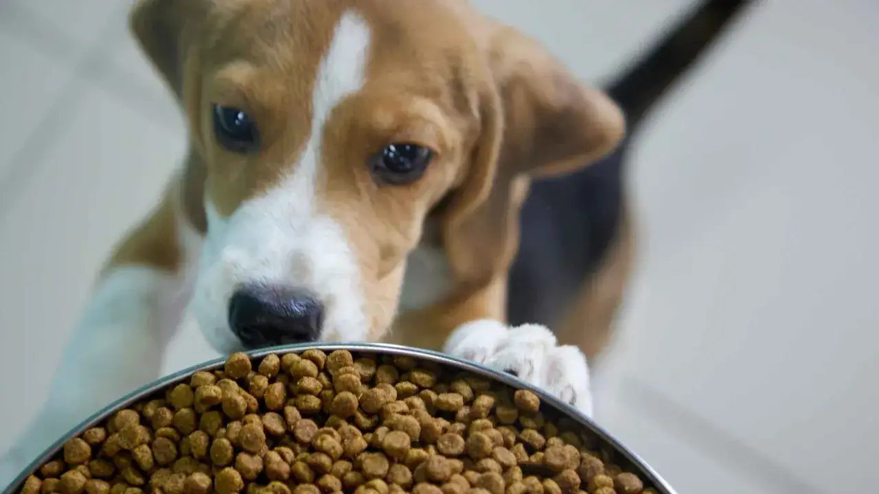 Un cachorro beagle curioso se asoma a un cuenco lleno de pienso, ansioso por descubrir qu&eacute; comen los perros.