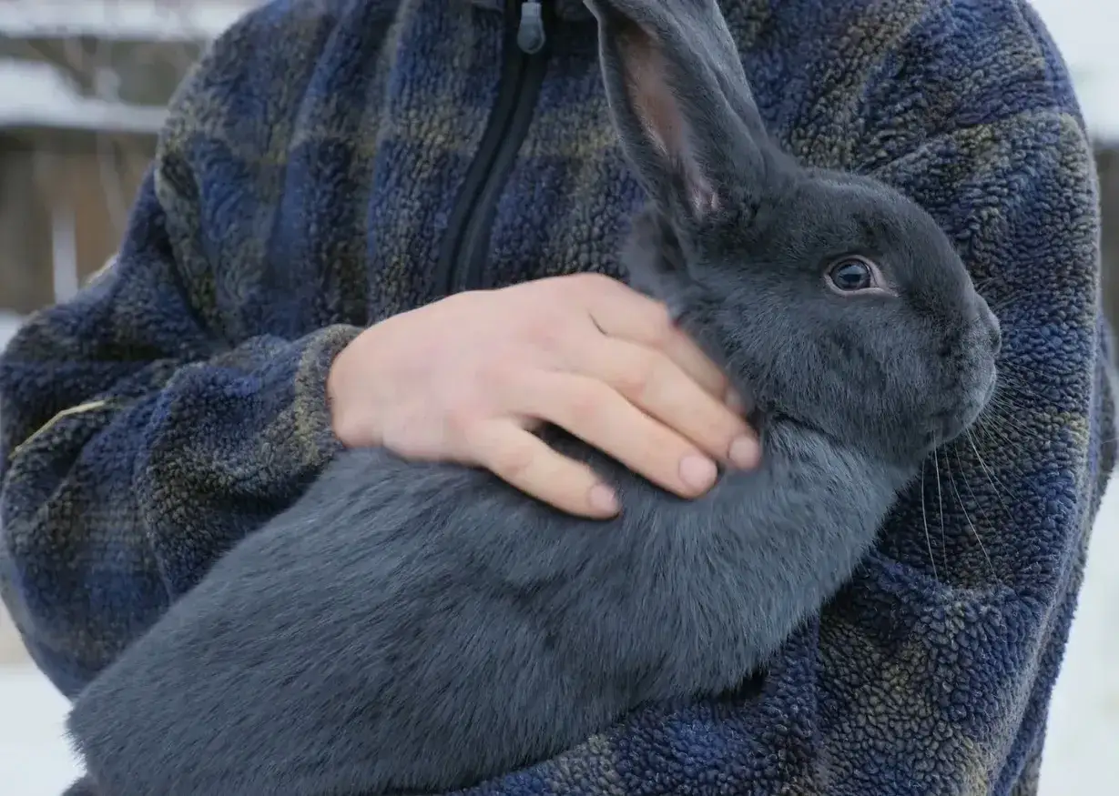 Ein Mensch h&auml;lt ein gro&szlig;es, blaugraues Wiener Kaninchen im Arm.