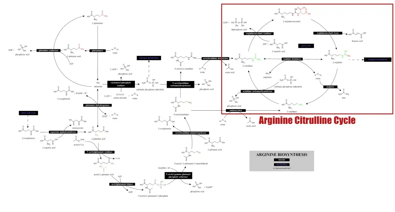 Cykl argininy i cytruliny, wyjaśniający, cytrulina co to jest i jej rolę w metabolizmie.