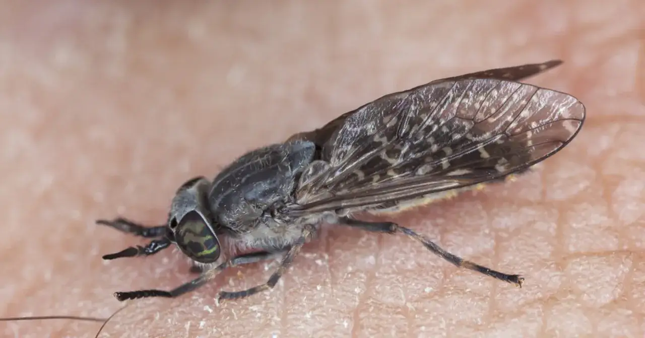 Makro zbliżenie na muchę końską, która właśnie przygotowuje się do ugryzienia. Jej zielone oczy i wzorzyste skrzydła są wyraźnie widoczne na tle ludzkiej skóry.